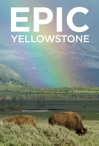 The poster features two bison grazing in a lush green field, with a vibrant rainbow arching across the sky above rolling hills. The warm earthy tones of the bison contrast beautifully with the cool blues and greens of the landscape, evoking a serene and majestic mood.
