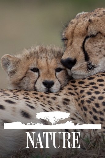 The poster features two cheetahs in a natural setting, with one sleeping peacefully on the other's back. The warm golden tones of their spotted fur blend softly with the earthy background, evoking a serene and peaceful mood. The word "NATURE" is prominently displayed at the bottom, reinforcing th...