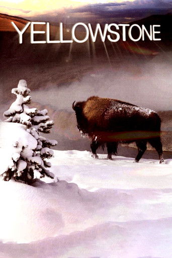 The poster features a majestic bison in a snowy landscape, with a lone tree to the left. The warm, golden hues of the sky contrast with the cool whites of the snow, creating a serene yet powerful atmosphere. The title "YELLOWSTONE" is prominently displayed at the top, emphasizing the show's iconi...