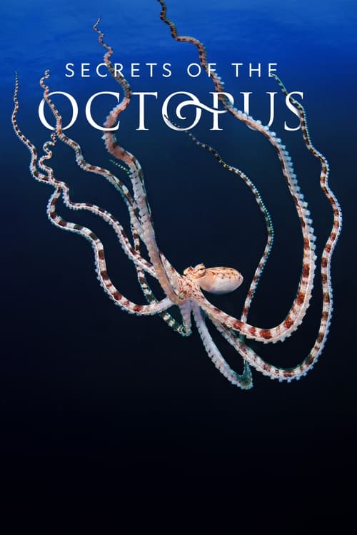 The poster features a mesmerizing underwater scene with an octopus surrounded by colorful tentacles against a deep blue background. The text "Secrets of the Octopus" is elegantly displayed in white, creating a mysterious and captivating atmosphere.