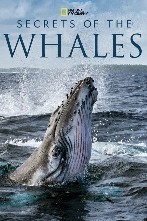 The poster features a majestic humpback whale breaching the ocean, with its powerful head and tail visible against a dynamic, textured background. The deep blues and whites of the water create a sense of power and mystery. The title "Secrets of the Whales" is prominently displayed in bold, serif ...