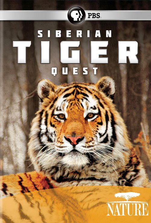 The poster features a majestic Siberian tiger with piercing orange eyes, set against a warm, earthy background. The bold, white title "SIBERIAN TIGER QUEST" dominates the top, while the "NATURE" logo at the bottom hints at the film's natural theme. The overall mood is adventurous and captivating,...