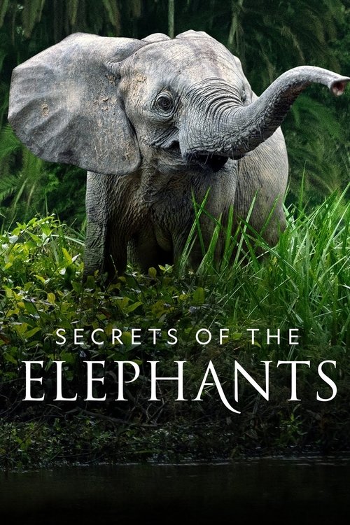 The poster features a majestic elephant standing amidst lush greenery, with its trunk raised in a gentle gesture. The scene exudes a serene and mysterious atmosphere, hinting at the show's exploration of elephant's hidden secrets.