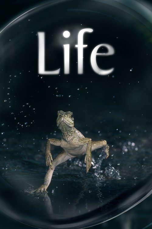 The poster features a serene, dark background with the word "Life" prominently displayed in white. A small, delicate frog is captured mid-leap within a glass dome, surrounded by sparkling water droplets. The overall mood is ethereal and mysterious, evoking wonder and tranquility.