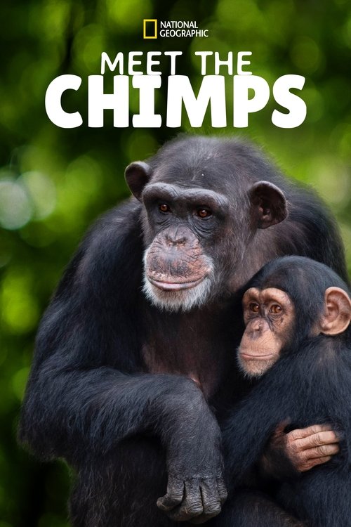 The poster features a mother chimpanzee and her infant, set against a lush green backdrop. The warm lighting and vibrant colors evoke a sense of warmth and connection, while the bold white text "MEET THE CHIMPS" stands out against the natural setting.