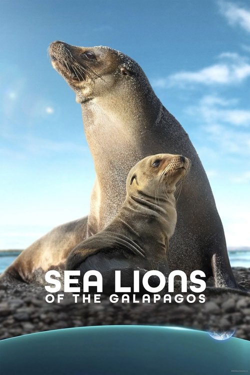 The poster features two sea lions on a rocky beach under a bright blue sky. The title "Sea Lions of the Galapagos" is prominently displayed in bold white letters. The image conveys a serene and natural mood, emphasizing the majestic beauty of these marine mammals in their habitat.