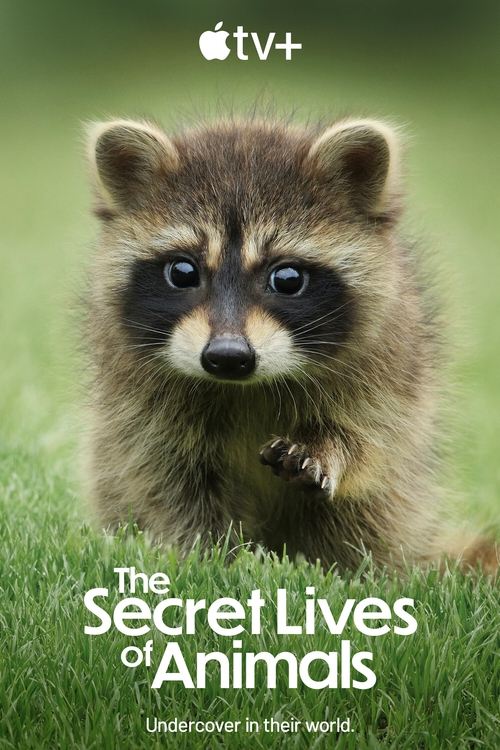 This TV show poster features a cute raccoon in a grassy field, evoking a natural and whimsical mood. The Apple TV+ logo suggests a popular animated series, while the playful title hints at an adventurous exploration of animal secrets.