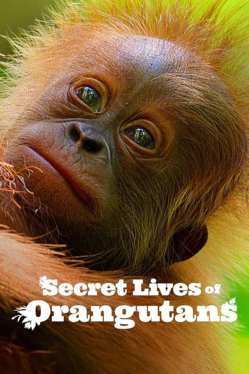 The poster features a close-up of an orangutan with expressive eyes and a serene expression, set against a vibrant background. The title "Secret Lives of Orangutans" is prominently displayed in bold, white letters. The overall mood is one of curiosity and wonder, inviting viewers to explore the f...