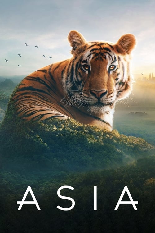 The poster features a majestic tiger resting on a lush green hill, with a serene sunset backdrop. The warm golden hues of the sky contrast beautifully with the deep greens of the foliage. The word "ASIA" is prominently displayed at the bottom, suggesting a travel or documentary theme. The overall...