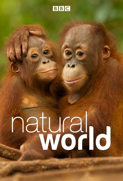 The BBC poster features two orangutans in a natural setting, with warm orange and brown tones. The text "natural world" is prominently displayed in white, creating a striking contrast against the vibrant background. The image conveys a sense of harmony and tranquility, inviting viewers to explore...