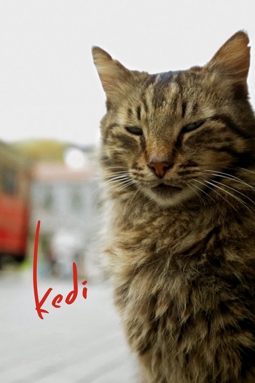 The poster features a close-up of a tabby cat with eyes closed, exuding a serene and mysterious mood. The background is softly blurred, hinting at an urban setting with hints of red and white. The title "Kedi" is elegantly written in red script, adding a touch of sophistication.