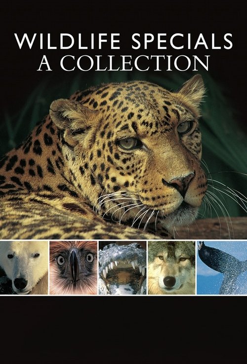 The poster features a majestic leopard in the center, with a dark background that emphasizes its golden fur. Below, a collage of smaller wildlife images adds depth to the collection. The overall mood is one of natural beauty and wildlife exploration, inviting viewers to appreciate the diverse wor...