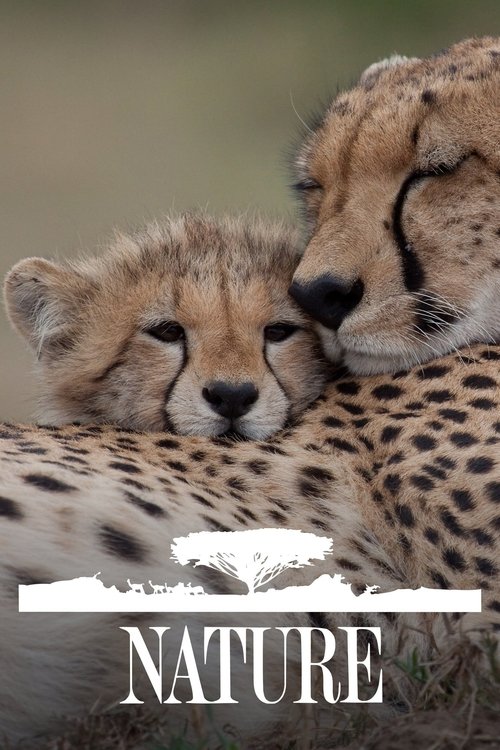 The poster features two cheetahs in a natural setting, with one sleeping peacefully on the other's back. The warm golden tones of their spotted fur blend softly with the earthy background, evoking a serene and peaceful mood. The word "NATURE" is prominently displayed at the bottom, reinforcing th...