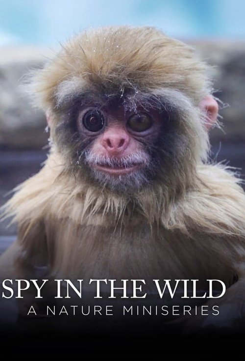 The poster features a close-up of a monkey with expressive eyes and fur, set against a blurred natural background. The text "SPY IN THE WILD" and "A NATURE MINISERIES" are prominently displayed in bold, white letters. The overall mood is mysterious and adventurous, suggesting an exciting wildlife...