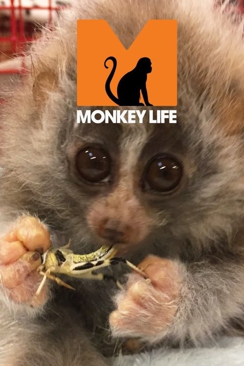 A tiny, fluffy monkey with large eyes holds a leafy treat, exuding innocence and curiosity. The poster features a bold orange "M" logo with a silhouette of a monkey, set against a warm, inviting background. The overall mood is playful and heartwarming, capturing the essence of a beloved children'...