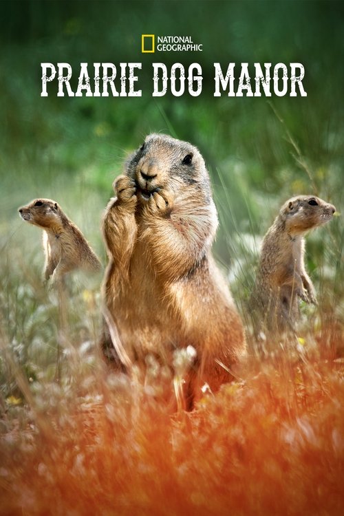 This vibrant poster features three Prairie Dogs in a lush, autumnal setting with warm orange and green tones. The central dog looks up with curiosity, while others stand nearby, creating a cozy, inviting atmosphere. The National Geographic logo at the top adds credibility to the show's wildlife f...