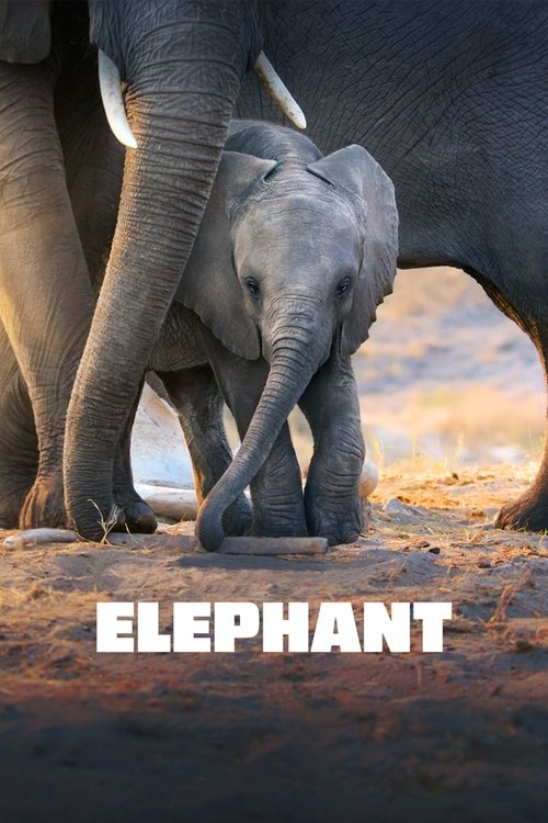 The poster features a tender scene of an elephant calf walking beside its mother, bathed in warm sunlight. The earthy tones of the landscape and the soft, golden hues evoke a sense of calm and natural beauty. The title "Elephant" is prominently displayed in bold white letters at the bottom, ancho...