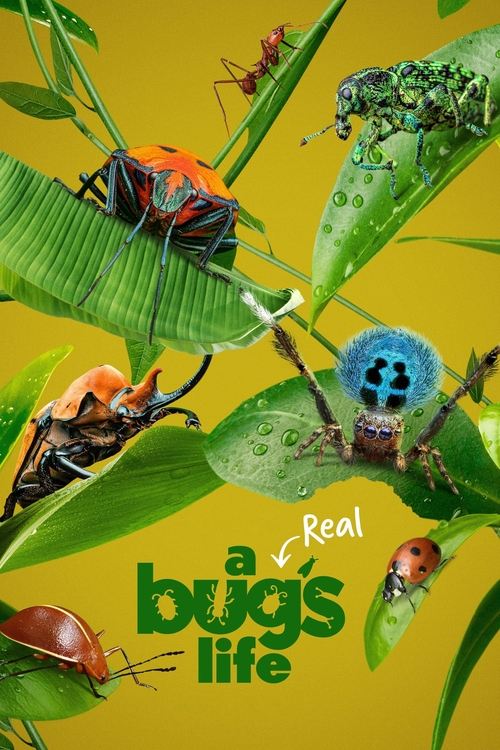 The poster features vibrant green leaves and colorful insects, creating a lively and natural atmosphere. The bright yellow background enhances the vividness of the colors, while the playful font and whimsical design suggest a fun, engaging theme.