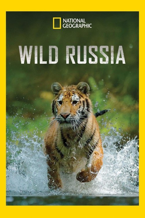 This National Geographic poster features a majestic tiger in action, splashing through water with dynamic energy. The vibrant green background contrasts with the tiger's warm orange fur, creating a striking visual. The bold white text "WILD RUSSIA" dominates the center, emphasizing the show's adv...