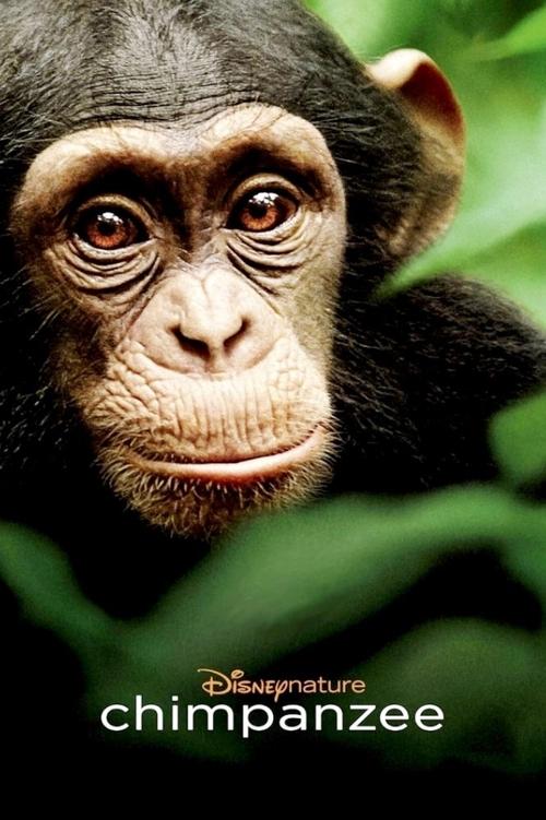 This movie poster features a close-up of a chimpanzee's expressive face, set against a lush green background. The Disney logo and title are prominently displayed at the bottom, evoking a sense of wonder and connection to nature.